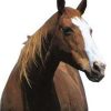 Horse Cardboard Cutout