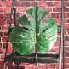 Giant Philo Green Tropical Leaf Decoration