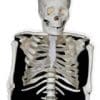 Halloween Skeleton Lifesize Cardboard Cutout