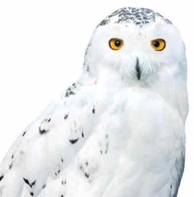 Harry Potter Hedwig Lifesize Cardboard Cutout & Party Decorations