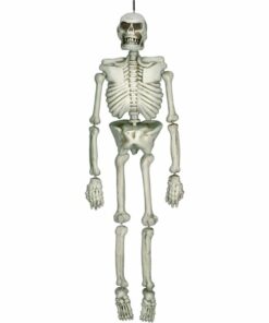 Life-Size Skeleton Prop