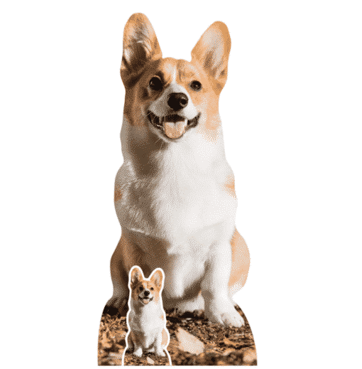 Corgi Lifesize Cardboard Cutout 76cm