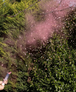 Gender Reveal Pink Smoke Cannon